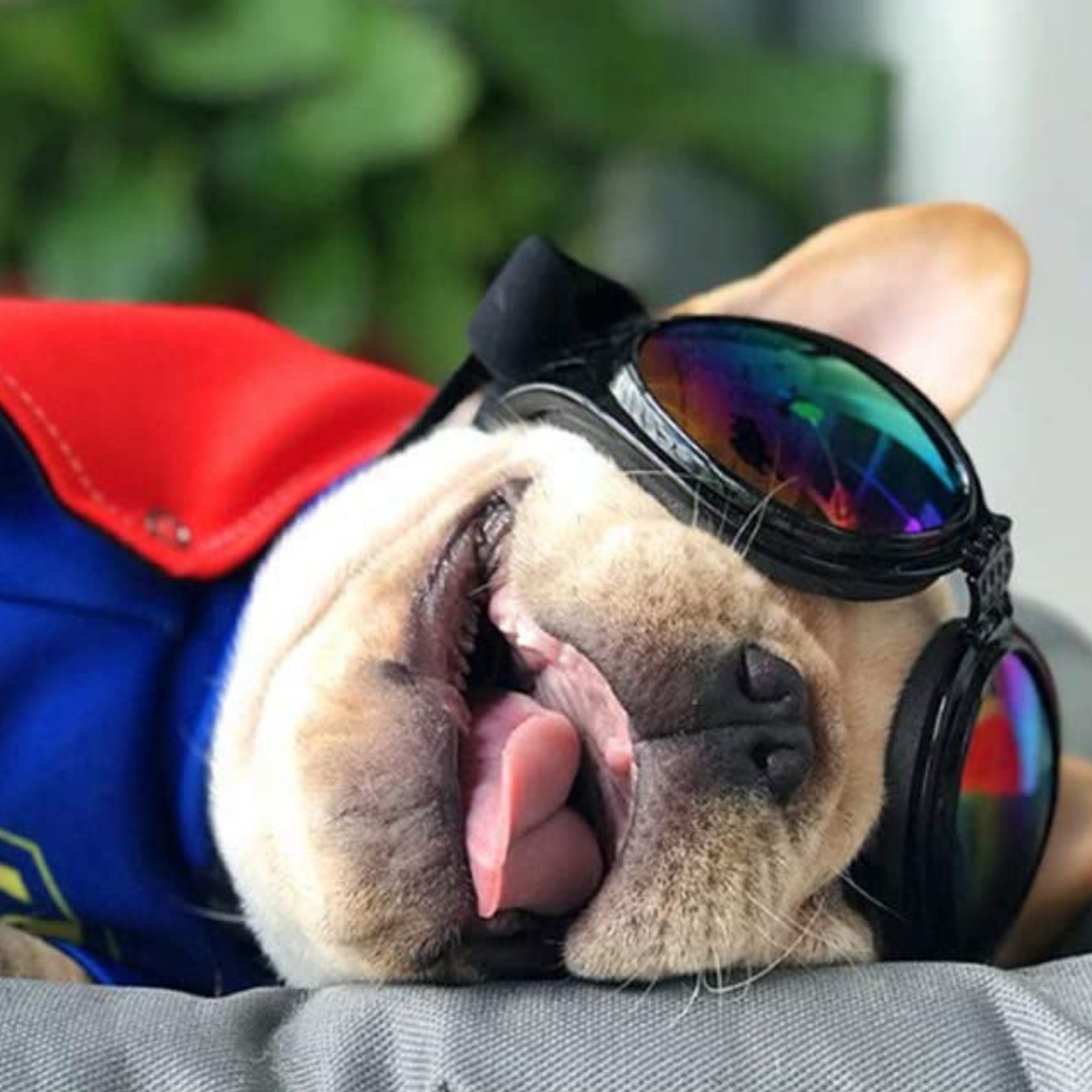 Multicolour Dog Goggles